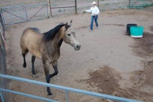 A Glance At The Round Pen