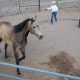 A Glance At The Round Pen