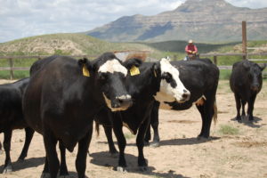 Three Ways to Avoid Mad Cow Disease in your Marriage