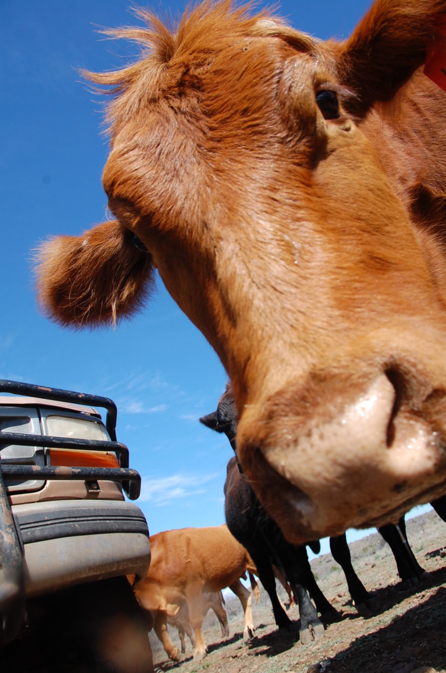 Cows Don’t Care If They Get Wrinkles