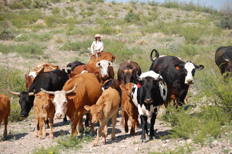 Botox and Bovines